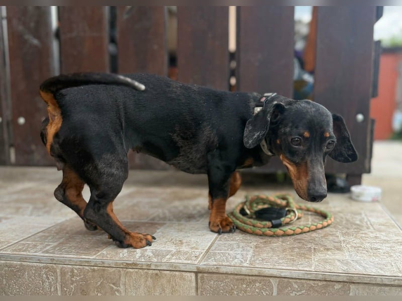 Vanilla, geboren 10.02.2023, 27cm sucht ihr Zuhause