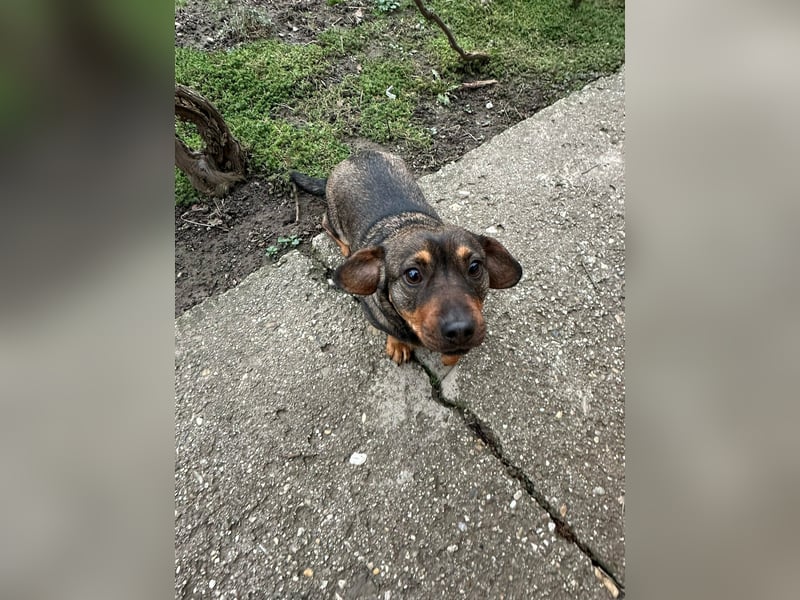 Corinna, geboren 07.06.2024, 30cm sucht ihr Glück