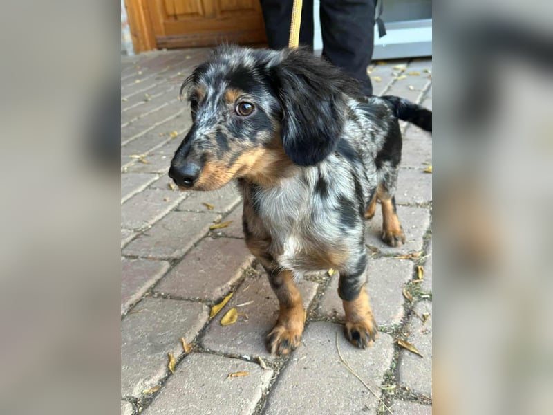 Benji, geboren 10.06.2025, 28cm sucht sein Plätzchen