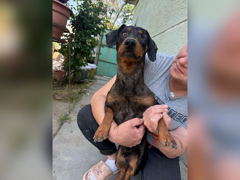 Klaus, geboren 14.02.2025, 30cm sucht sicheres Zuhause