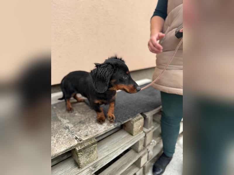 Borso, geboren 16.04.2025, 26cm sucht seine Menschen