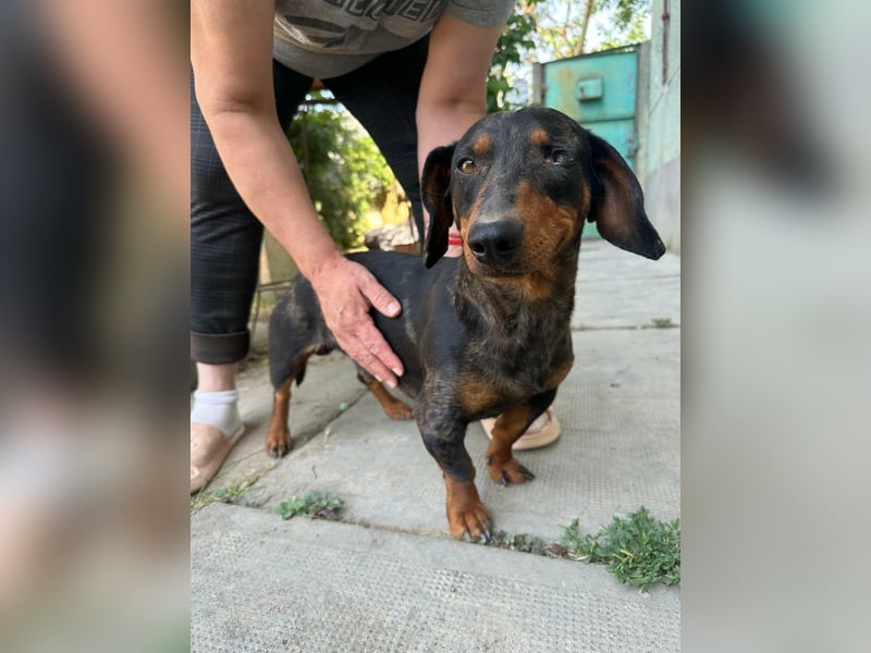 Klaus, geboren 14.02.2025, 30cm sucht sicheres Zuhause