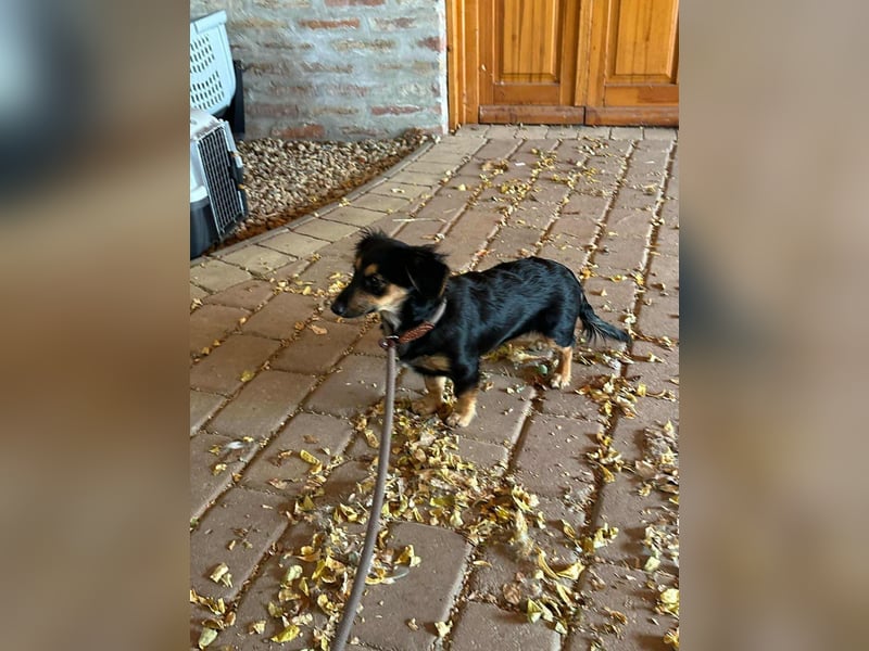 Zsanna, 8 Monate, 26cm sucht ihre Menschen