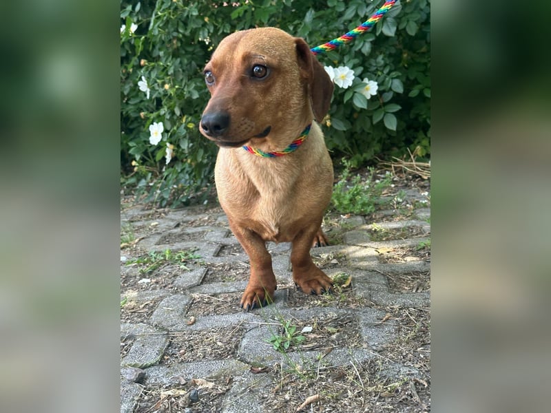 Pepe, 1 Jahr, 27cm sucht sein Glück