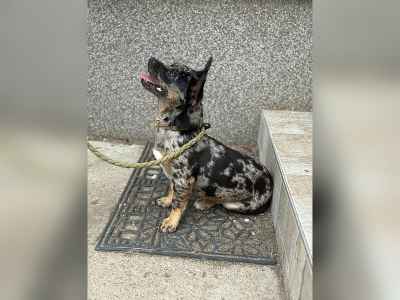 Harley, geboren 01.08.2025, 28cm sucht ihr Herz-Zuhause