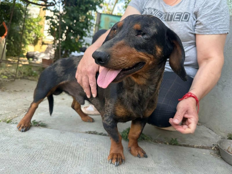 Klaus, geboren 14.02.2025, 30cm sucht sicheres Zuhause