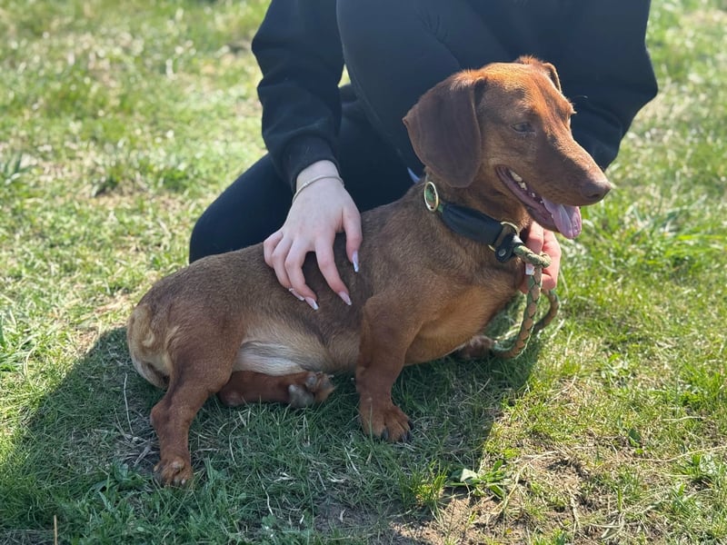 Pavarotti, geboren 01.03.2024, 28cm sucht seine Menschen