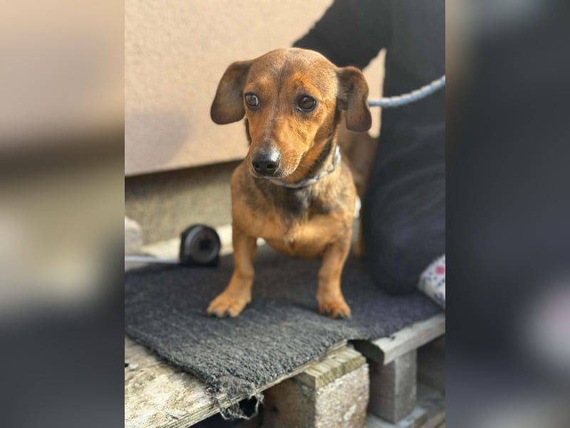 Suzy, geboren 01.01.2024, 27cm sucht ihre Menschen