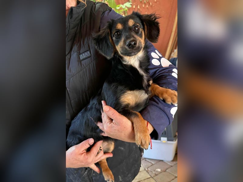 Zsanna, 8 Monate, 26cm sucht ihre Menschen