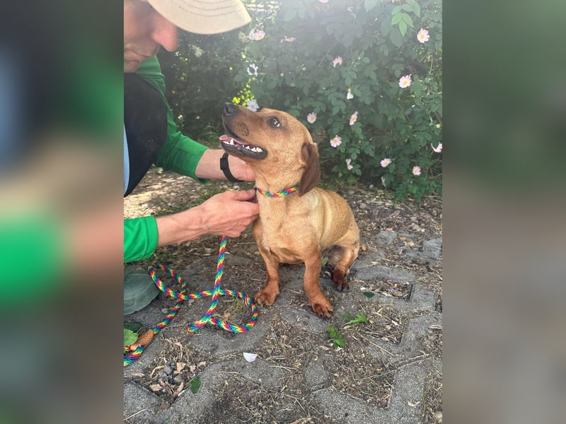 Pepe, 1 Jahr, 27cm sucht sein Glück