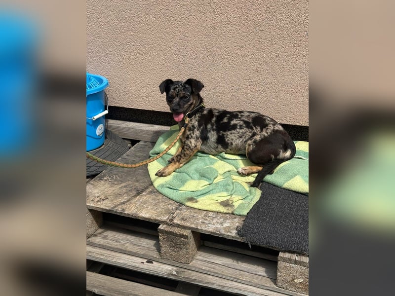 Harley, geboren 01.08.2025, 28cm sucht ihr Herz-Zuhause