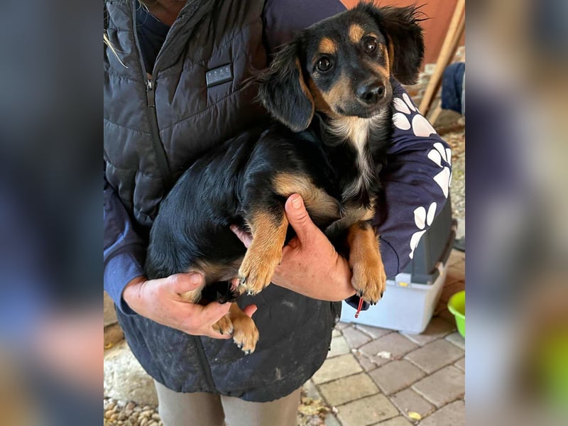 Zsanna, 8 Monate, 26cm sucht ihre Menschen