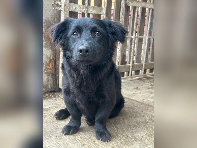 Blacky, geboren 01.04.2025, 40cm sucht geduldiges Zuhause