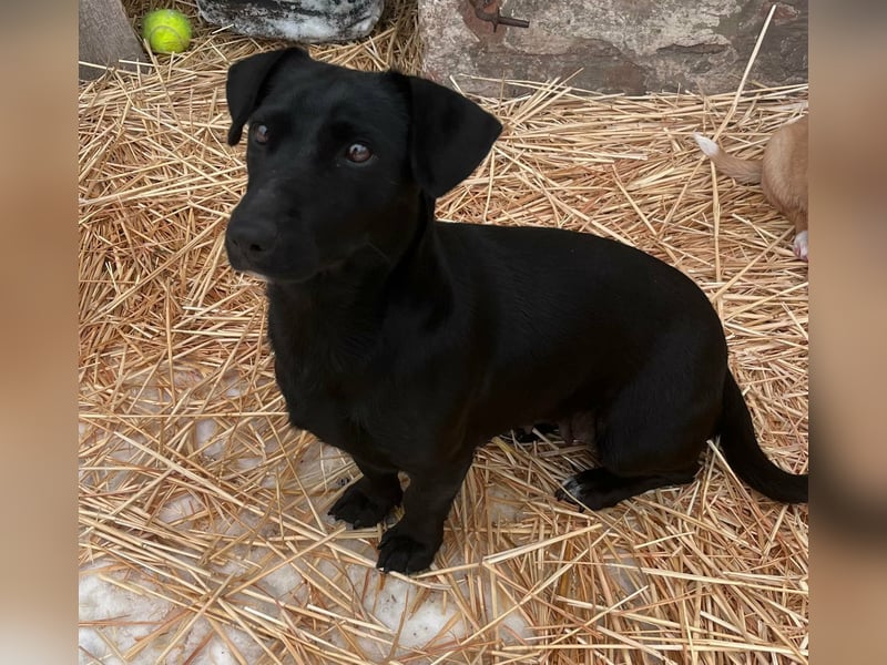 Penny, geboren 17.01.2023, 31cm sucht warmes Zuhause