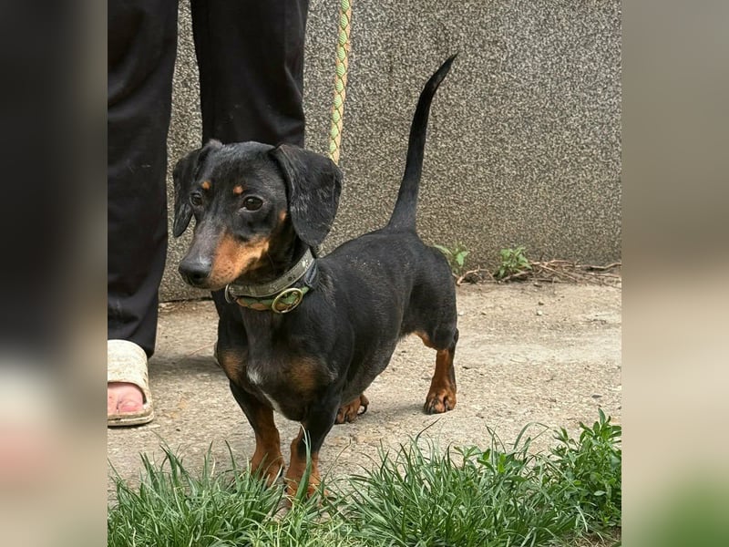 Vanilla, geboren 10.02.2023, 27cm sucht ihr Zuhause