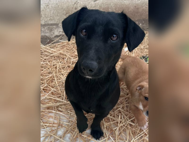 Penny, geboren 17.01.2023, 31cm sucht warmes Zuhause