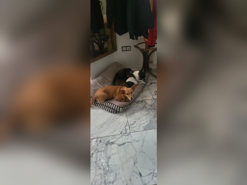 Rex, geboren 17.03.2020, 32cm sucht sein Menschen