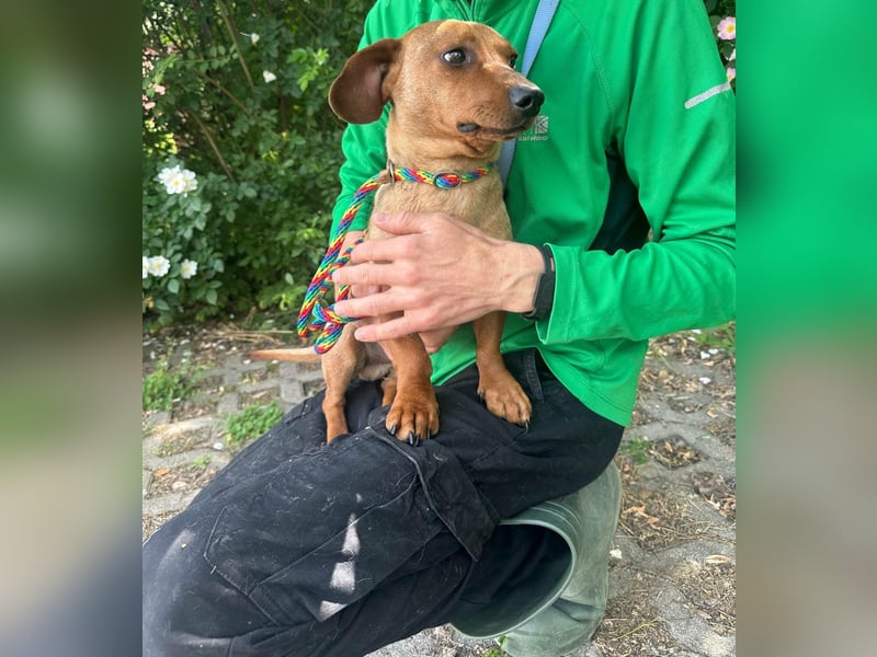Pepe, 1 Jahr, 27cm sucht sein Glück
