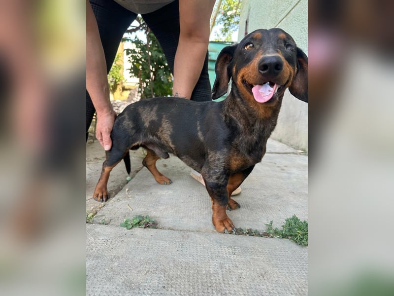 Klaus, geboren 14.02.2025, 30cm sucht sicheres Zuhause