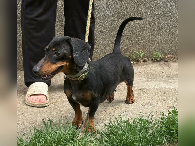 Vanilla, geboren 10.02.2023, 27cm sucht ihr Zuhause