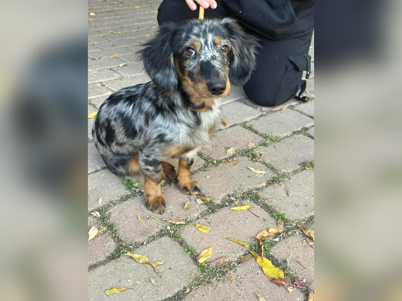 Benji, geboren 10.06.2025, 28cm sucht sein Plätzchen