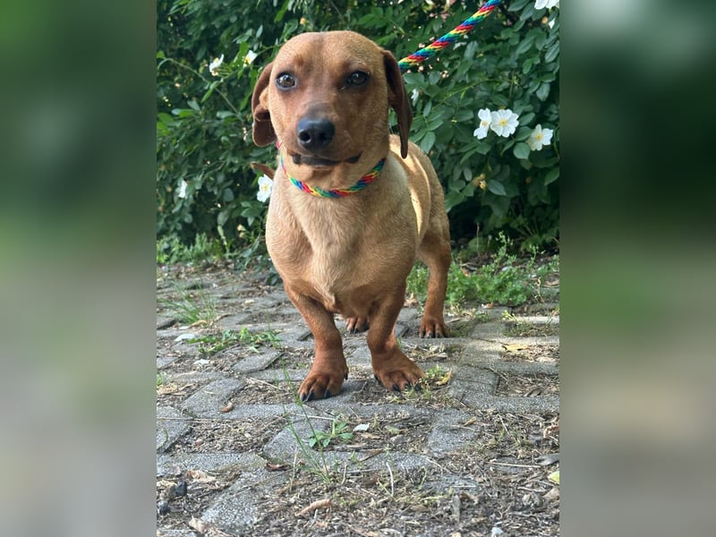 Pepe, 1 Jahr, 27cm sucht sein Glück