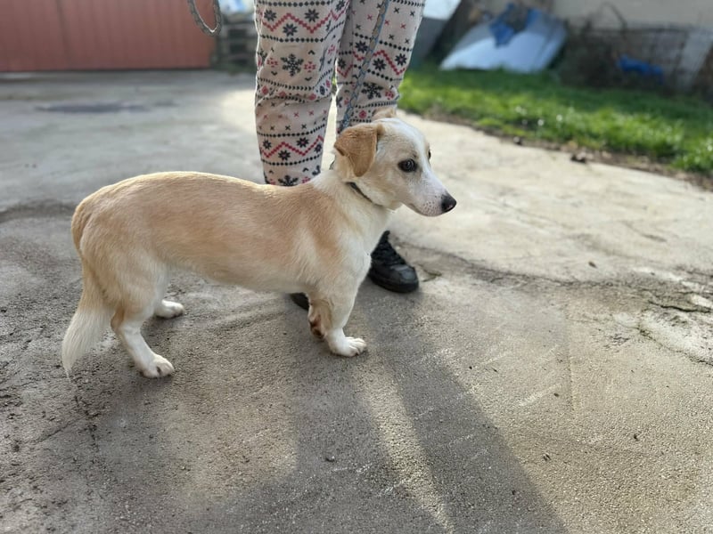 Bora, geboren 01.01.2023, 32cm sucht ihr Zuhause