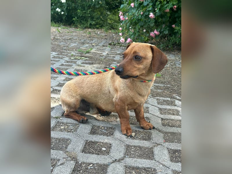 Pepe, 1 Jahr, 27cm sucht sein Glück