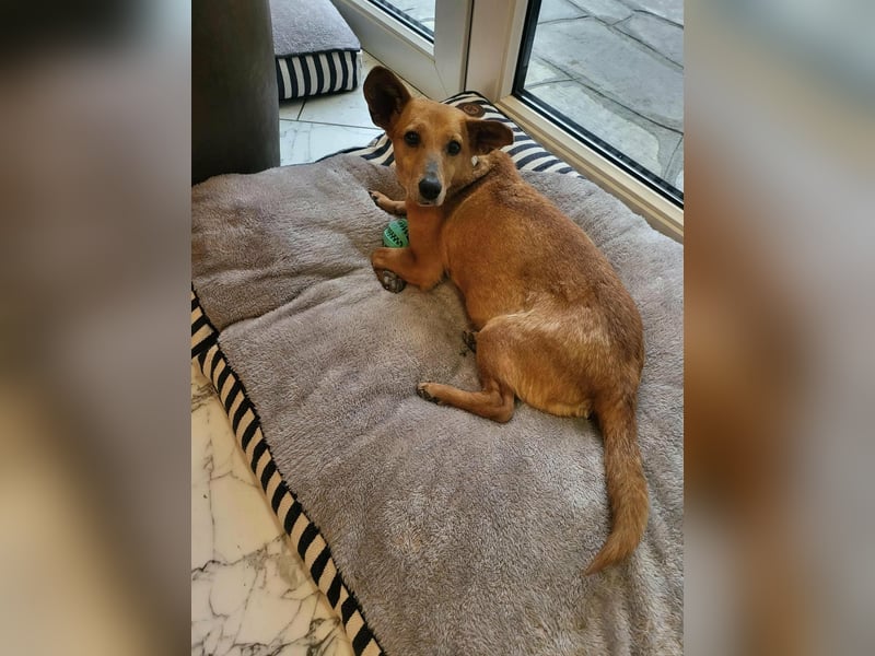 Rex, geboren 17.03.2020, 32cm sucht sein Menschen