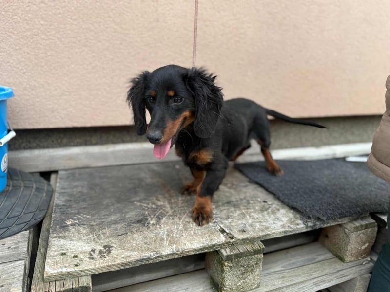 Borso, geboren 16.04.2025, 26cm sucht seine Menschen