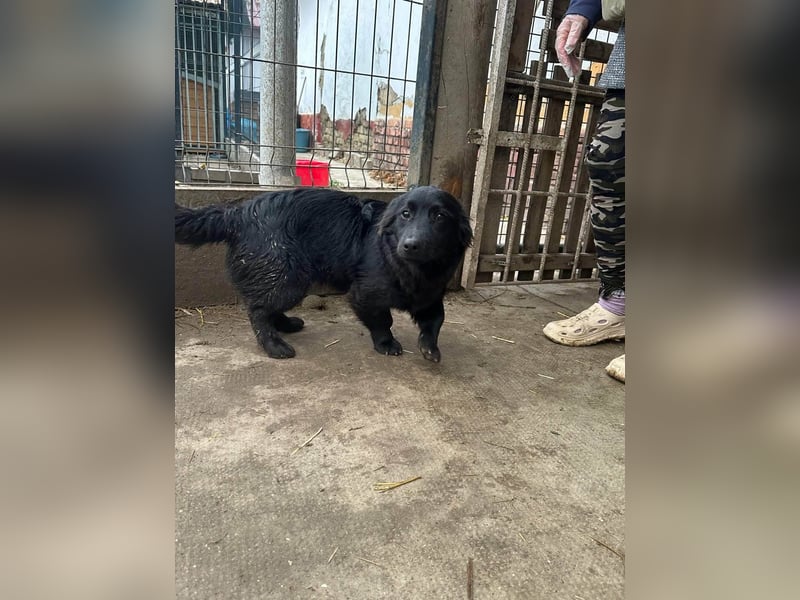 Blacky, geboren 01.04.2025, 40cm sucht geduldiges Zuhause