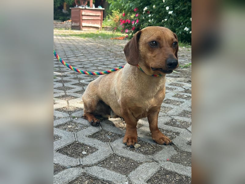 Pepe, 1 Jahr, 27cm sucht sein Glück