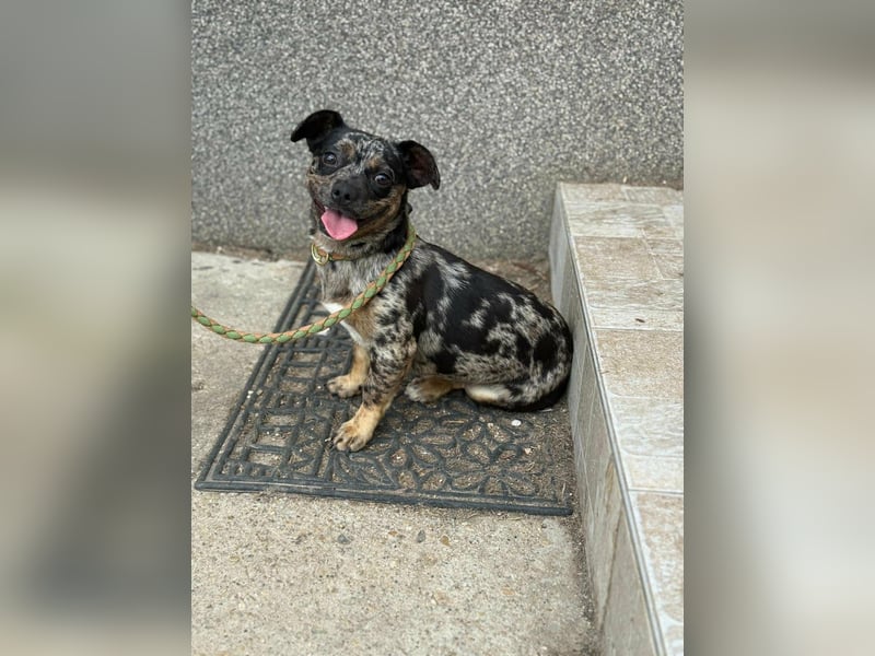 Harley, geboren 01.08.2025, 28cm sucht ihr Herz-Zuhause