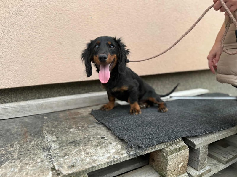 Borso, geboren 16.04.2025, 26cm sucht seine Menschen