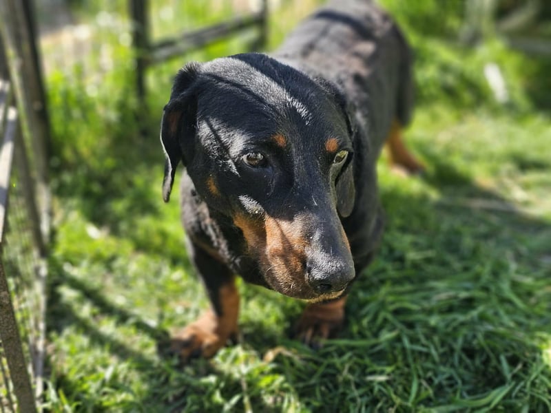 Bobi, geboren 10.07.2014, 30cm sucht seinen Platz