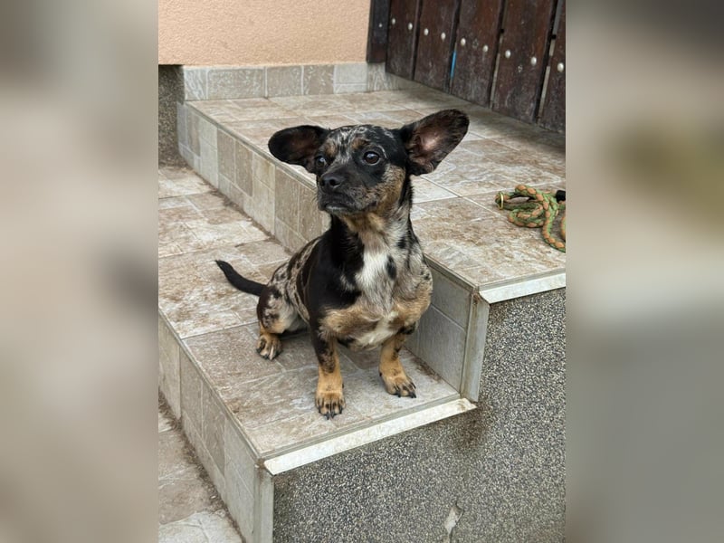 Harley, geboren 01.08.2025, 28cm sucht ihr Herz-Zuhause