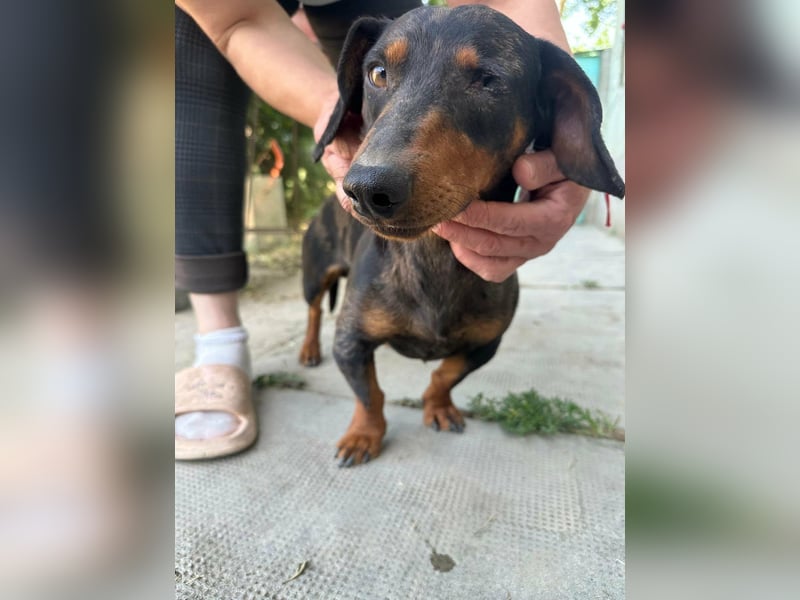 Klaus, geboren 14.02.2025, 30cm sucht sicheres Zuhause