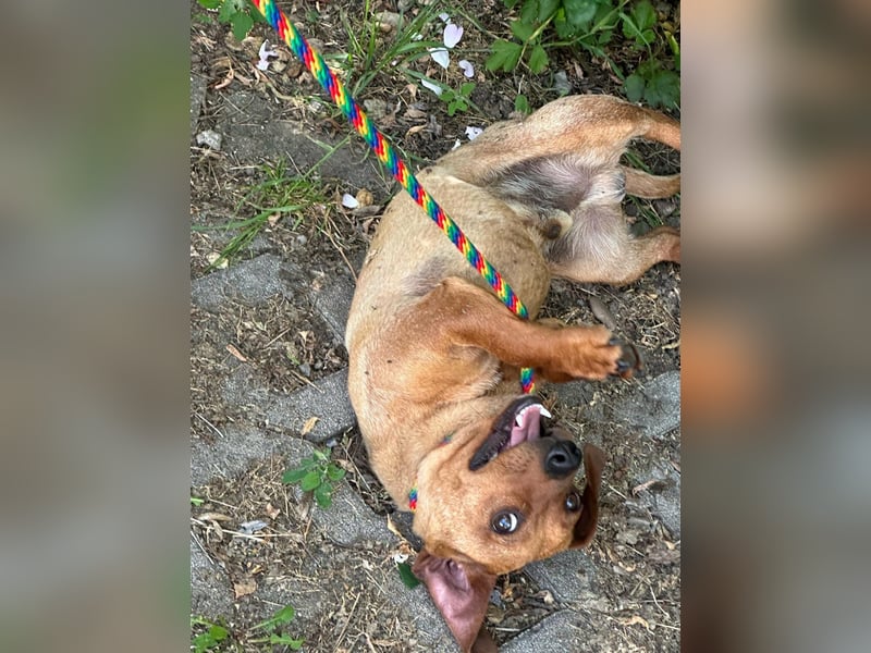Pepe, 1 Jahr, 27cm sucht sein Glück