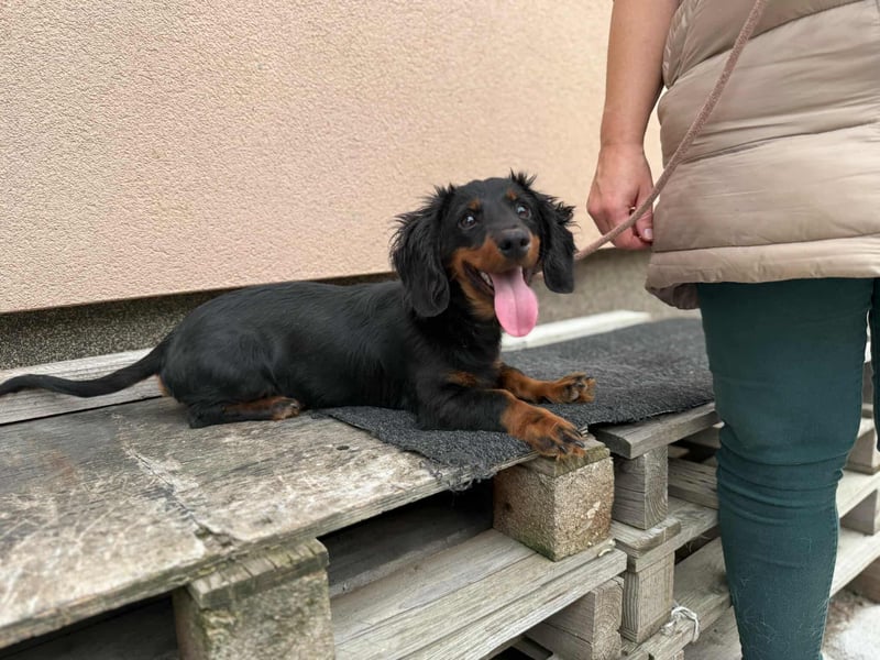 Borso, geboren 16.04.2025, 26cm sucht seine Menschen