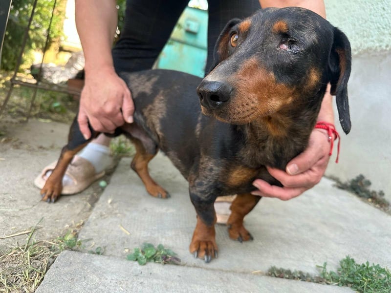 Klaus, geboren 14.02.2025, 30cm sucht sicheres Zuhause
