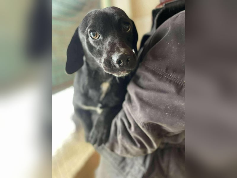 Brooklyn, geboren 01.11.2021, 32cm sucht sein Zuhause