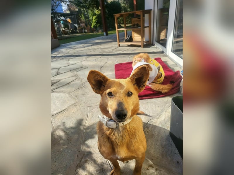 Rex, geboren 17.03.2020, 32cm sucht sein Menschen