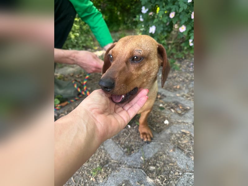 Pepe, 1 Jahr, 27cm sucht sein Glück