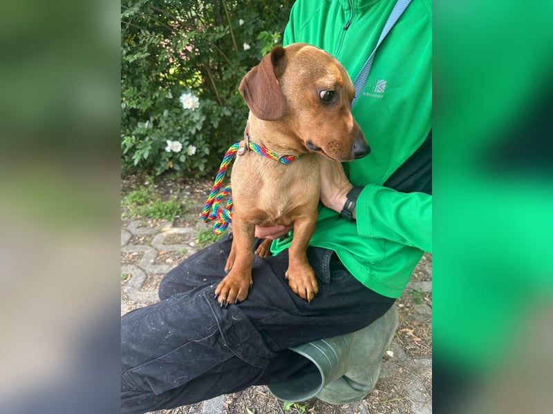 Pepe, 1 Jahr, 27cm sucht sein Glück
