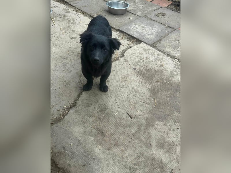 Blacky, geboren 01.04.2025, 40cm sucht geduldiges Zuhause