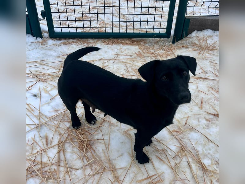 Penny, geboren 17.01.2023, 31cm sucht warmes Zuhause