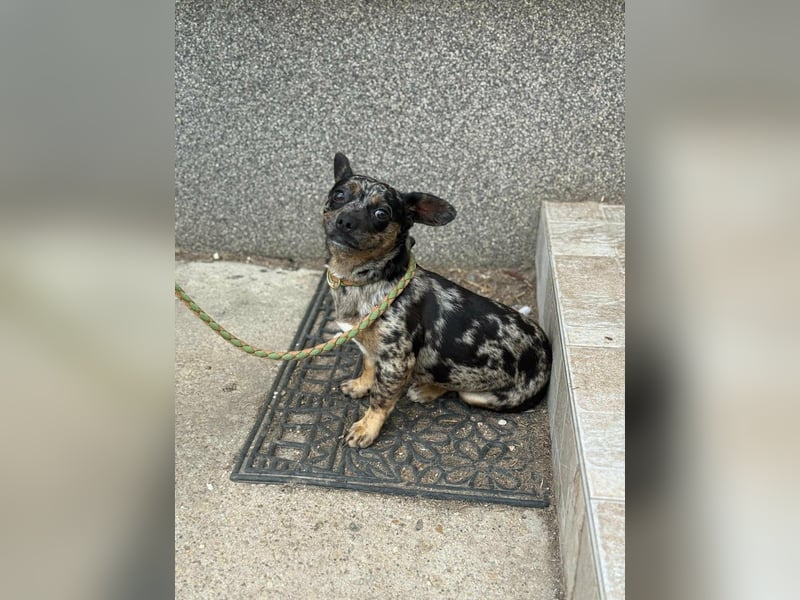 Harley, geboren 01.08.2025, 28cm sucht ihr Herz-Zuhause