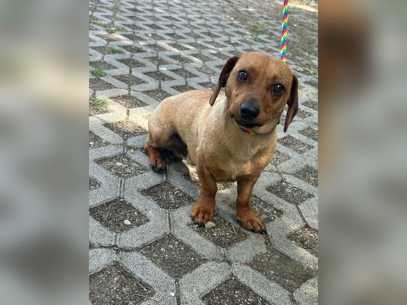 Pepe, 1 Jahr, 27cm sucht sein Glück