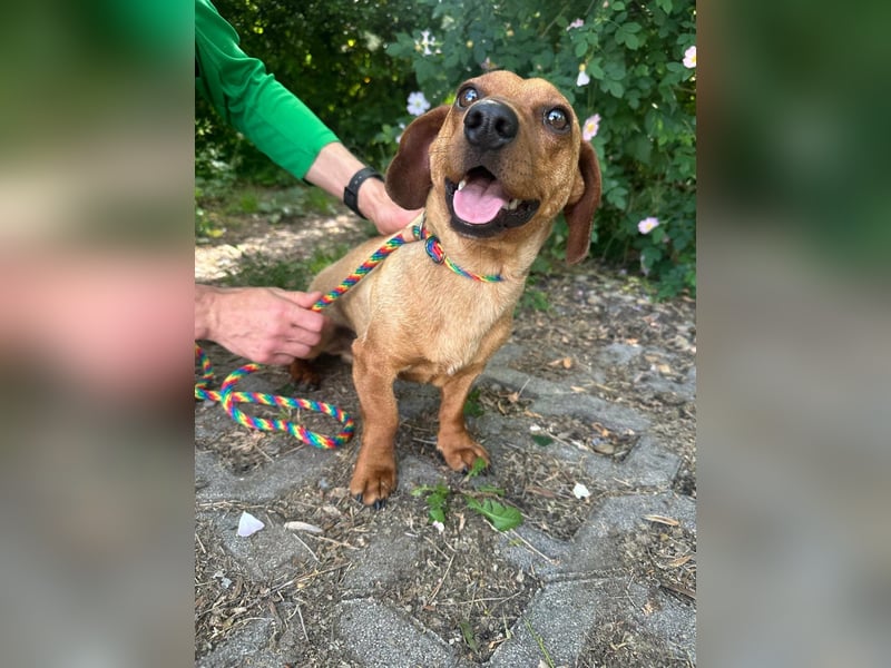 Pepe, 1 Jahr, 27cm sucht sein Glück