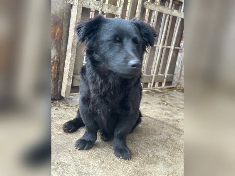 Blacky, geboren 01.04.2025, 40cm sucht geduldiges Zuhause